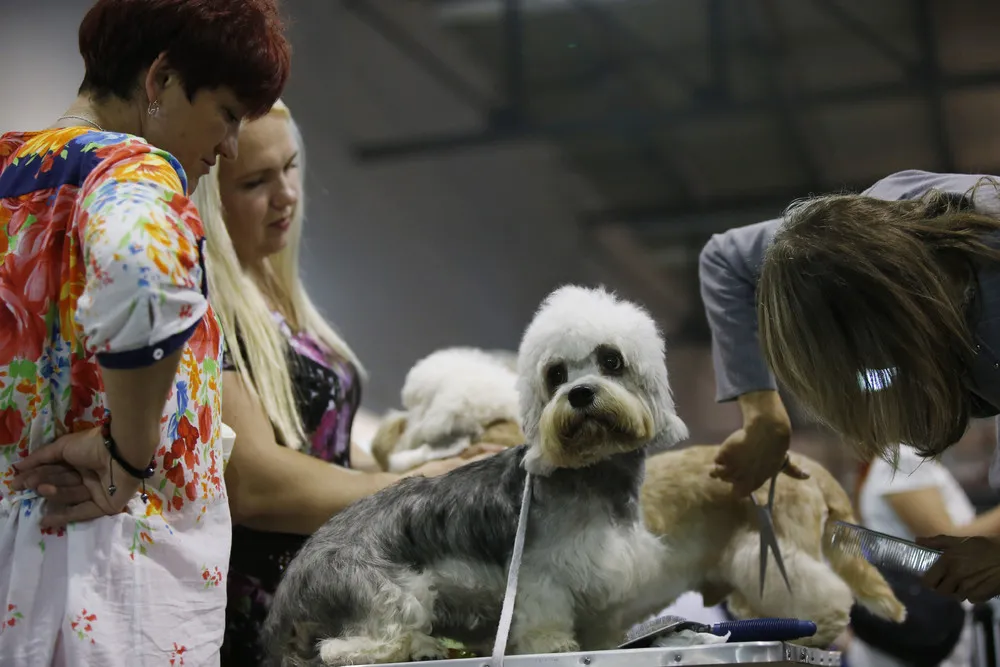 World Dog Show in Rho, Italy