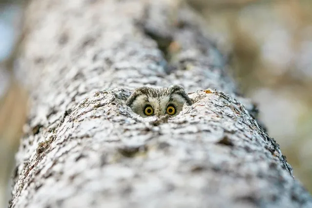 An owl plays peek-a-boo from its nest in a hole in a tree in Elverum, Norway on January 15, 2022. (Photo by Erik Enersen/Mercury Press)