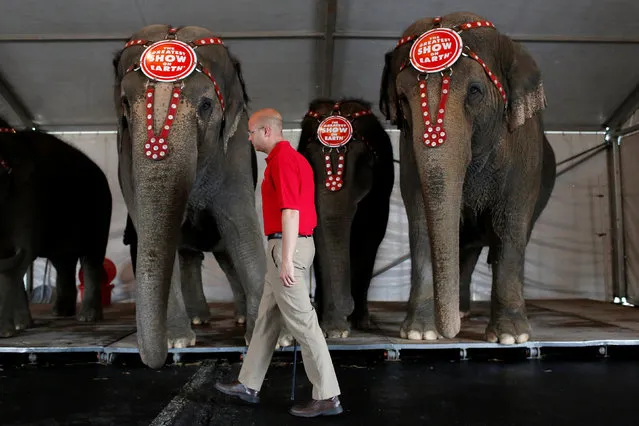 Senior Elephant Handler Ryan Henning checks the performing elephants before Ringling Bros and Barnum & Bailey Circus' “Circus Extreme” show at the Mohegan Sun Arena at Casey Plaza in Wilkes-Barre, Pennsylvania, U.S., April 29, 2016. (Photo by Andrew Kelly/Reuters)