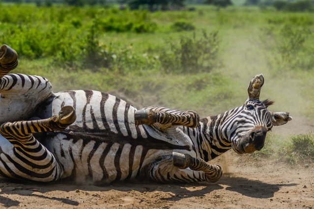 Zebra falling to the ground while catching its prey is seen at Nakuru Lake Park on World Environment Day on June 05, 2024 in Nakuru, Kenya. In 1972, the United Nations Conference on the Human Environment, held in Stockholm, Sweden, designated June 5 as World Environment Day. Despite this ongoing commitment, the planet continues to grapple with numerous environmental challenges. (Photo by Gerald Anderson/Anadolu via Getty Images)