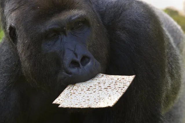 A gorilla eats matzo, a traditional handmade unleavened bread for Passover, at the Ramat Gan Safari, near Tel Aviv, Israel, Thursday, April 6, 2017. Gorillas and other animals are usually fed bread, but since the zookeepers and handlers cannot touch any leavened products during the week-long holiday of Passover, that marks the biblical Jewish exodus from Egypt, they are given matzah. (Photo by Sebastian Scheiner/AP Photo)