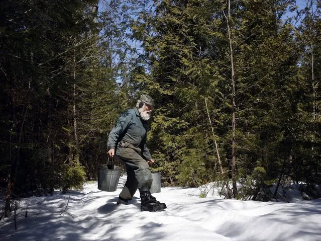 Seventy-year-old Wayne Pelton flits over a thin crust of hard packed snow carrying one gallon buckets full of fresh sap at his old fashioned sugar bush camp in Burritts Rapids, Ontario, Canada, 03 April 2014. (Photo by Stephen Morrison/EPA)