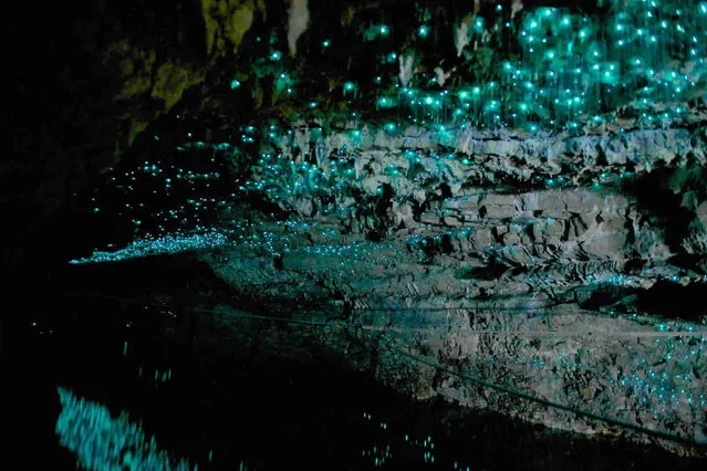 Waitomo Glowworm Caves New Zealand