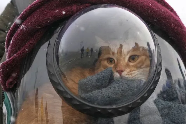 A cat sits inside a pet carrier, as people are reflected while waiting after fleeing the war from neighbouring Ukraine, at the border crossing in Palanca, Moldova, Friday, March 11, 2022. Russia's invasion of Ukraine has set off the largest mass migration in Europe in decades, with more than 1.5 million people having crossed from Ukraine into neighboring countries. (Photo by Sergei Grits/AP Photo)