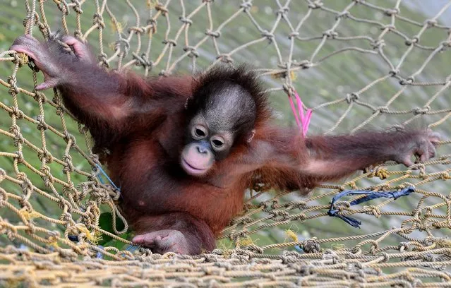 Rizki, 10 months orphaned Bornean orang utan learns to bite at Surabaya Zoo as he prepares to be released into the wild on May 19, 2014 in Surabaya, Indonesia. Damai (3) and Rizki (10 months), two orangutan brothers who were abandoned by their mother Dora (13) shortly after birth. (Photo by Robertus Pudyanto/Getty Images)