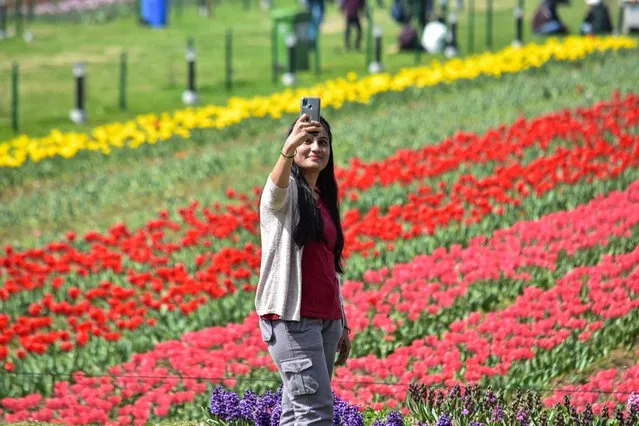An Indian tourist girl takes a selfie at Asia's largest tulip garden in Srinagar on March 23, 2022. Asia's largest tulip garden, housing 1.5 million tulips of 68 varieties, opened to the public today in Srinagar. As Kashmir witnesses a massive rush of visitors this year amid easing Covid-19 restrictions, the tulip garden has been one of the major attractions vital to boosting tourism this season. (Photo by Saqib Majeed/SOPA Images/Rex Features/Shutterstock)