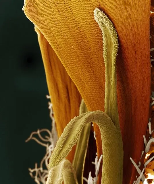 A Marigold petal and its pistil like you've never seen it before. (Photo by Oliver Meckes/Barcroft Media)