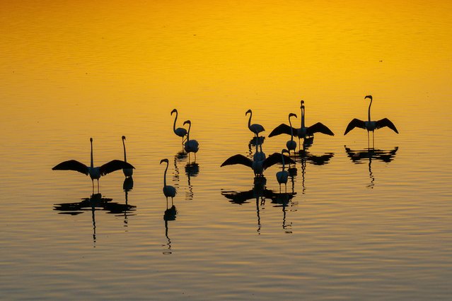 Flamingos coming to Lake Eber, located between Bolvadin, Cay and Sultandagi districts of Afyonkarahisar, are seen during sunset as it is on the migration route of migratory birds in Afyonkarahisar, Turkiye on July 30, 2024. The lake, which looks like a meadow in places due to the density of reed and straw grass and various aquatic plants growing in the region, is home to various bird species and some fish species. The lake, where various aquatic plants also grow, offers rest and feeding opportunities to both resident and migratory species such as cranes and flamingos. (Photo by Fatih Gonul/Anadolu via Getty Images)