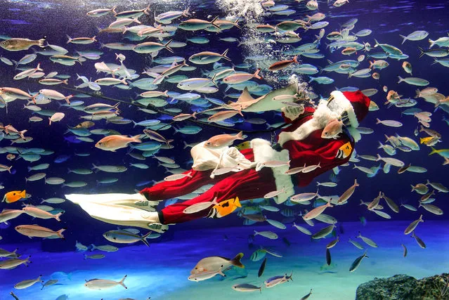 A diver wearing a Santa Claus costume performs inside a tank at Sunshine Aquarium in Tokyo, Japan, 10 December 2019. Sunshine Aquarium hosts a series of Christmas-themed events from 14 November through to 25 December 2019. (Photo by Kimimasa Mayama/EPA/EFE)