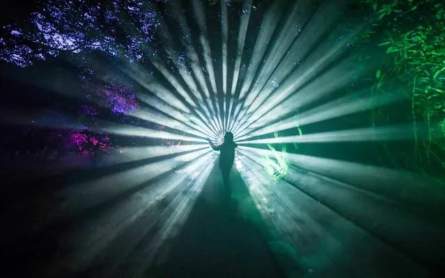 Lights and smoke are checked amongst the rhododendrons at the Lost Gardens of Heligan in St Austell, Cornwall, where an art installation by international light artist Ulf Pederson, titled The Art of Illumination opens to the public on December 19, 2019. (Photo by Ben Birchall/PA Images via Getty Images)