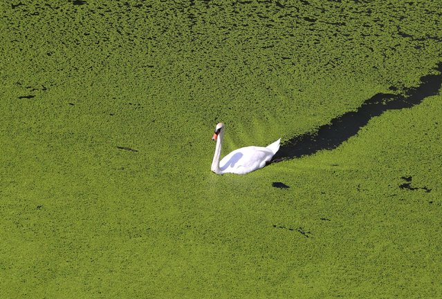 A swan swims in the Sava river's Cukaricki meander covered in algae in Belgrade, Serbia, 02 September 2024. The Cukaricki meander's waters are a mix of backwaters, river water, and wastewater, which, combined with poor circulation and high temperatures, have turned the area into a settling basin for pollutants. This has led to the overgrowth of algae, creating a “green carpet” effect, which is common in rivers during hot, dry summers due to increased nutrient levels and reduced oxygen. (Photo by Andrej Cukic/EPA/EFE)