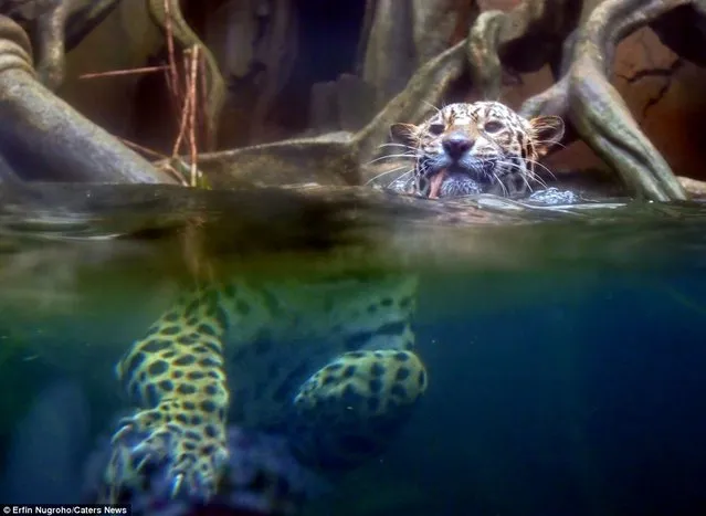 Hungry Rare Jaguar Swims For His Supper