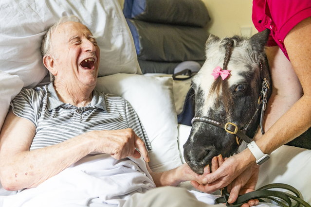 Poppy the therapy pony meets residents at King’s Court care home in Swindon, UK on September 24, 2024. Poppy, 16, and her stablemate Tinks, 17, are just 30 inches tall and bring joy to hospitals, schools and care home. (Photo by Tom Wren/South West News Service)