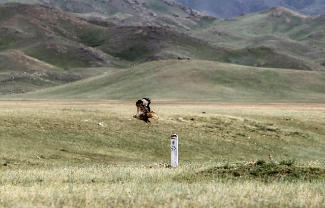 A long-legged buzzard takes off from a pole in Altyn-Emel national park in Almaty region, Kazakhstan, May 14, 2016 (Photo by Shamil Zhumatov/Reuters)
