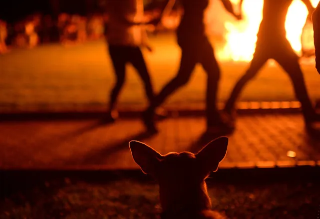 A dog watches women dance around a bonfire during the traditional San Juan's (Saint John) night in the Basque coastal town of Mundaka, northern Spain, June 24, 2016. (Photo by Vincent West/Reuters)