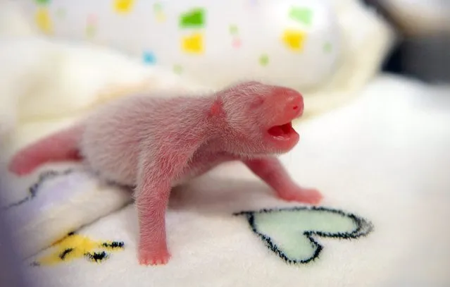 A handout picture provided by Giant Panda Pavillion of Macau on 27 June 2016 shows one of the twin giant panda cubs in intensive care, in an incubator at the Giant Panda Pavilion in Macau, China, 27 June 2016. The twins were born on 26 June with one weighing a healthy 135 grams and the other underweight at just 53.8 grams. The smaller cub had to be put in an incubator in intensive care, the Institute for civil and municipal affairs said. (Photo by Incent W. S. Sin/EPA)