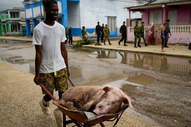 A man pushes his pig back home after taking it to higher ground after Hurricane Rafael passed through Batabano, Cuba, Thursday, November 7, 2024. (Photo by Ramon Espinosa/AP Photo)