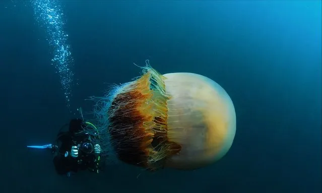 Giant Jellyfish Cyanea capillata
