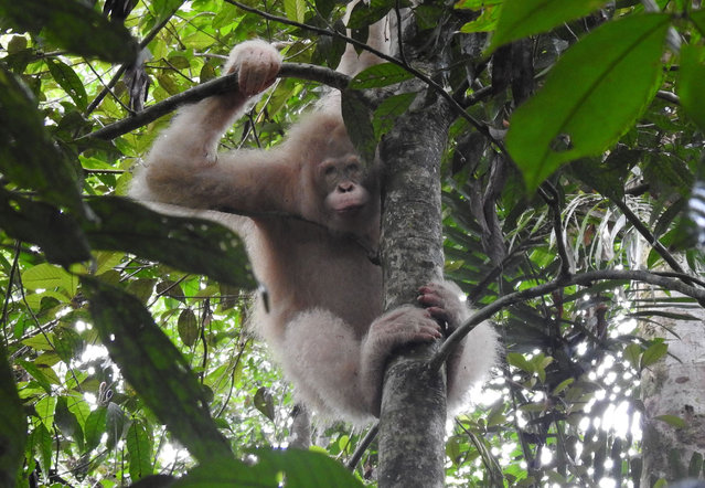 This undated handout photo released by Borneo Orangutan Survival Foundation on March 4, 2020 shows Alba, the world’s only known albino orangutan, in a Borneo rainforest. The world's only known albino orangutan has been spotted alive and well in a Borneo rainforest, more than a year after she was released into the wild, conservationists say. Alba, a blue-eyed primate covered in fuzzy white hair, was taken in 2017 from a cage where she was being kept as a pet by villagers in Indonesia's section of Borneo, known as Kalimantan. (Photo by Borneo Orangutan Survival Foundation/AFP Photo)