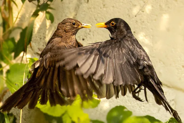 It looks like a kiss but this male and female blackbird were fighting in flight in Charlton Adam, Somerset in July 2022. (Photo by Ben Pulletz/Solent News)