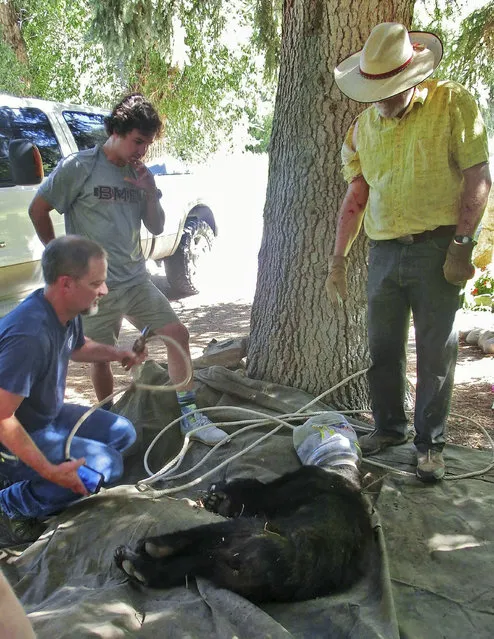 In this July 20, 2016 photo provided by Sharill Hawkins, a bear who had a plastic container on its head is tended to by Carbondale District Wildlife Manager John Groves, bottom left, near Glenwood Springs, Colo. Jim Hawkins, a Colorado bed and breakfast owner, armed with just a length of rope helped save the black bear. (Photo by Sharill Hawkins via AP Photo)