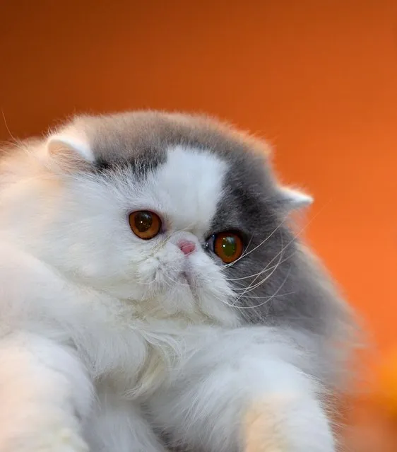 Top 10 Pedigreed Cat Breeds in America. No. 2: Persian. The glamorous Persian was the second most popular pedigreed cat breed in America last year вЂ“ and for good reason. He's gentle, quiet and expressive. Plus, just look at that face! His lush coat requires a good deal of grooming, but owners are quick to point out that it's a worthy sacrifice. (Photo by Tersn)
