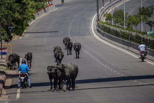 Buffalo walk on an empty highway, as India remains under an unprecedented lockdown over the highly contagious coronavirus (COVID-19) on April 08, 2020 in New Delhi, India. Wild animals, including monkeys, are roaming human settlements in India as people are staying indoors due to the 21-day lockdown. With India's 1.3 billion population and tens of millions of cars off the roads, wildlife is moving towards areas inhabited by humans. Wild animals in many countries have been seen roaming streets. A study says some 60 percent of the new diseases found around the globe every year are zoonotic, meaning they originate in animals and are passed on to humans. COVID-19 is a zoonotic disease that is suspected to have come from the wet markets of Wuhan, China. (Photo by Yawar Nazir/Getty Images)