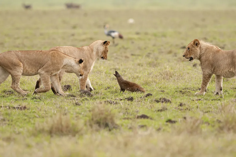 A Mongoose vs Four Lions
