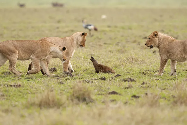 A brave mongoose growls at three lions on September 10, 2011 in Maasai Mara, Kenya. Four lions were left with their tails between their legs when a mongoose bravely took on the predators. (Photo by Jerome Guillaumot/Barcroft Media)