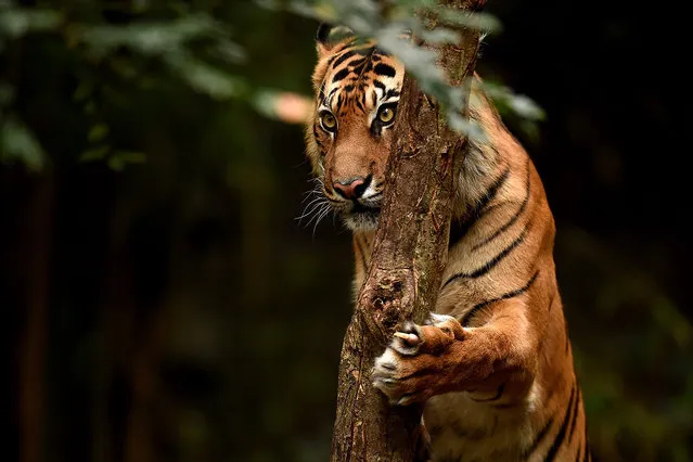 A Sumatran Tiger called Indrah climbs a tree in its enclosure at the Melbourne Zoo in Melbourne, Australia, 29 July, 2016. Only around 350 Sumatran Tigers remain in the wild due to deforestation. International Tiger Day is celebrated on 29 July to raise awareness of endangered tiger species. (Photo by Tracey Nearmy/EPA)
