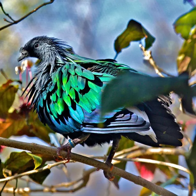 Beautiful Nicobar Pigeon