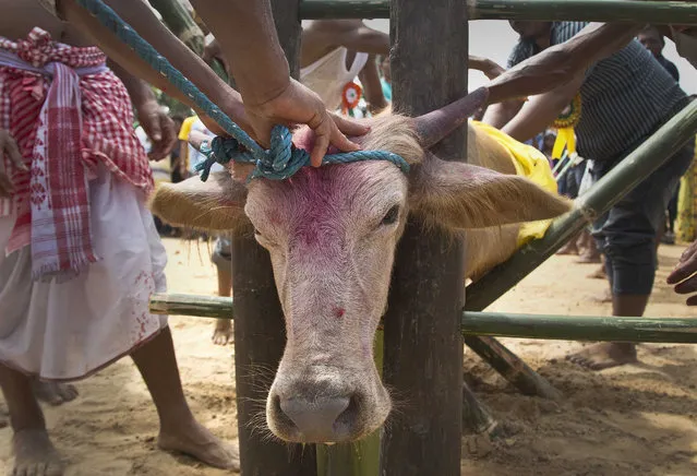 In this Thursday, September 28, 2017 photo, Indian villagers prepare to sacrifice a buffalo at a temple of Hindu goddess Durga at Rani village on the outskirts in Gauhati, Assam state, India. Participants in the five-day Durga Puja festival believe the sacrifices bring prosperity and good health. But in some parts of India, religious animal sacrifices are banned. (Photo by Anupam Nath/AP Photo)