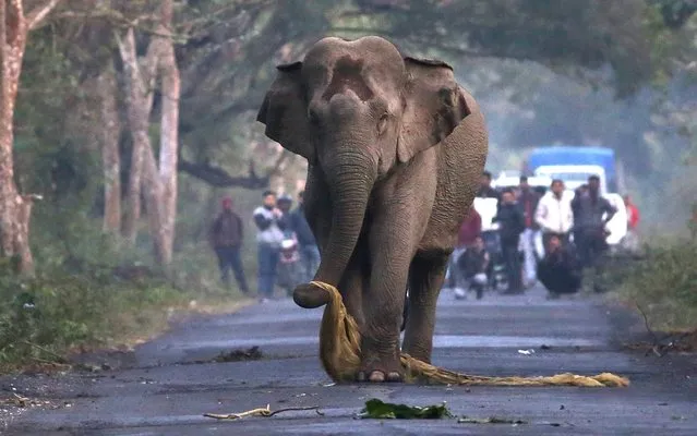 An angry female elephant “loses its rag” as it crosses a road. The animal picks up a piece of old cloth with its trunk and throws it on the ground in frustration after drunken locals got in its way. The unusual pictures were taken in Buxa Tiger Reserve, in Alipurduar district, in West Bengal, India on April 2020. (Photo by Souvik Basu/Solent News)