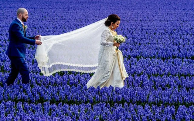 Tourist between the flowerfields in Noordwijk, Netherlands on April 6, 2019. (Photo by Robin Utrecht/Shutterstock)