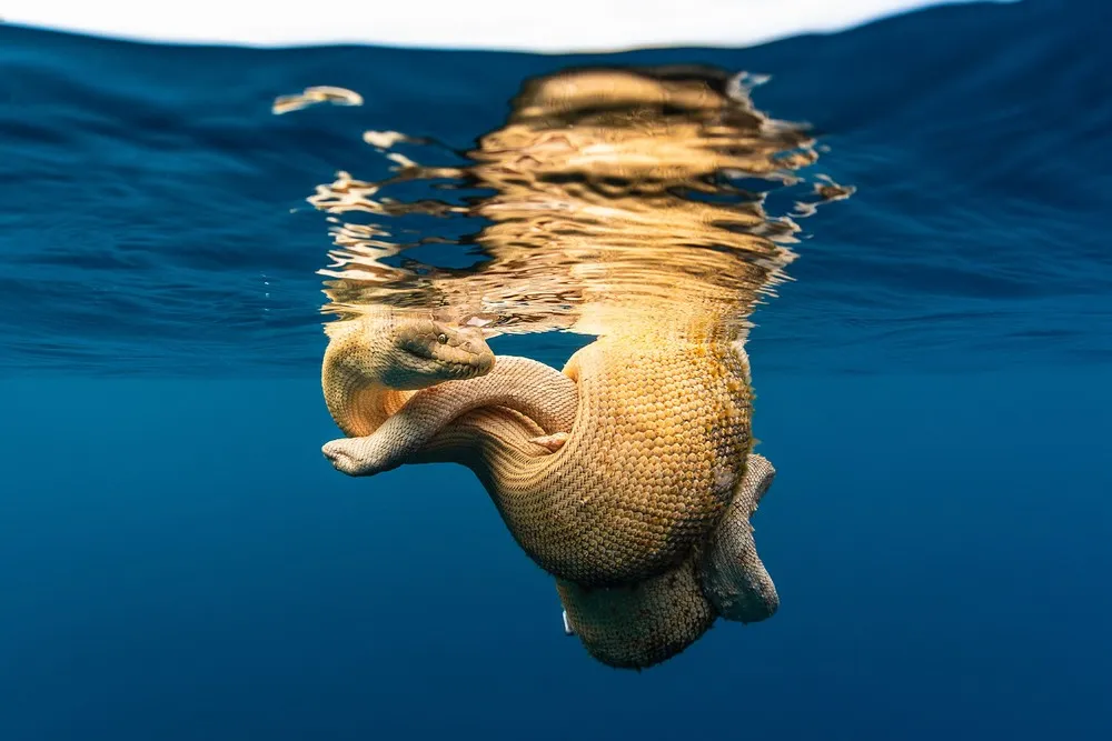 Ocean Photographer of the Year 2022 Winners