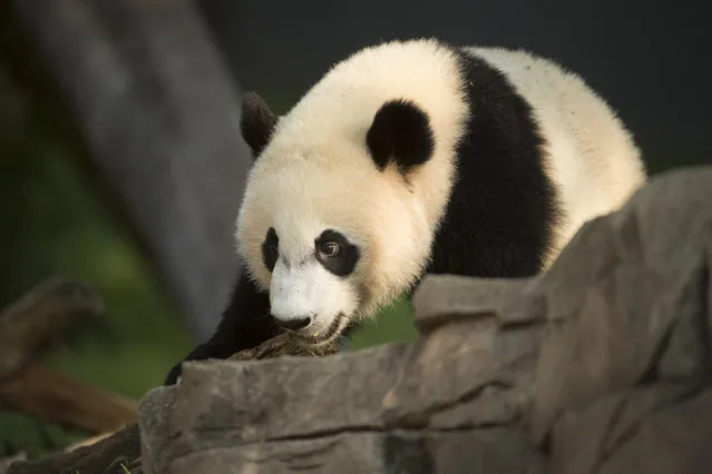 Giant panda cub Bei Bei in his habitat as the zoo celebrates his first birthday at the Smithsonian National Zoo in Washington, DC on August 20, 2016. (Photo by Linda Davidson/The Washington Post)