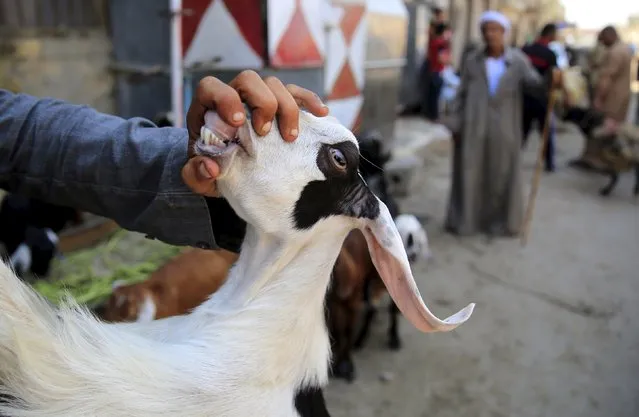 A vendor shows the teeth of a goat to a customer at an old cattle market named “Al Emam Market” ahead of the Muslim sacrificial festival Eid al-Adha in Cairo, Egypt, September 19, 2015. (Photo by Amr Abdallah Dalsh/Reuters)