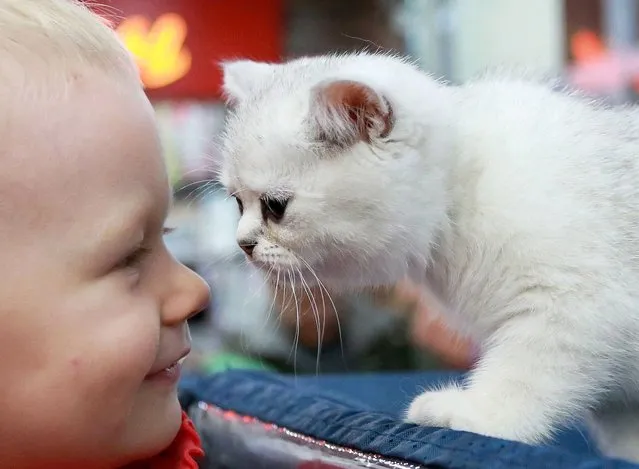 A Scottish Shorthair cat gets close to a child as it is displayed during a cat exhibition in Bishkek, Kyrgyzstan, 26 November 2017. (Photo by Igor Kovalenko/EPA/EFE/Rex Features/Shutterstock)
