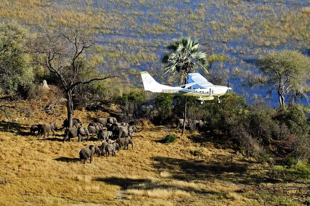 A picture released by Elephants Without Borders and taken on February 26, 2016 shows an Elephants Without Borders airplane flying over a herd of elephants at the Ngoma border between Namibia and Botswana. The results of a three year aerial survey of Africa's elephants published by the NGO, Elephants Without Borders revealed a dramatic 30 percent decline in African savannah elephant populations. The first-of-its-kind survey is the largest wildlife census ever and involved flying over 18 African countries with scientists and conservationists counting live elephants and carcases to establish a baseline for future studies of elephant populations and how to protect them better. (Photo by AFP Photo/Elephants Without Borders)