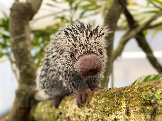 Runner-up, Heart and Minds: Nifty nose, by Samantha Allworthy at Longleat. Species: prehensile tailed porcupines. (Photo by Samantha Allworthy/BIAZA 2020 Photography Competition)