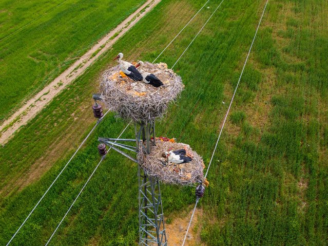 Storks nest on the electric wires on the Berdesh-Rovya road in Duhok, Iraq on April 8, 2025. Storks are known as the harbinger of spring. (Photo by Muhammet Bamerni/Anadolu via Getty Images)