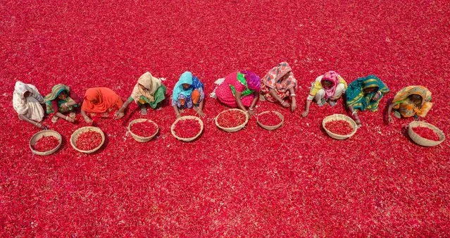 Women Workers sort through millions of red chilli peppers which create a sea of red covering acres of land in Bogura, Rajshahi on November 9, 2022. More than 1000 female workers work in almost 100 chilli farms in Bogura district, Bangladesh to supply local spice companies with chillies for use in their recipes. (Photo by Mustasinur Rahman Alvi/ZUMA Press Wire/Alamy Live News)