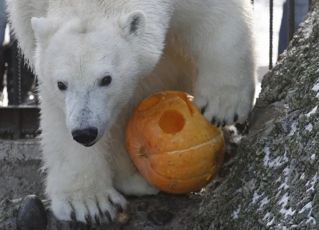 Aurora, a two-year-old female polar bear, plays with a pumpkin inside her open air cage during the Zoo Halloween Weekend event at the Royev Ruchey zoo in Russia's Siberian city of Krasnoyarsk, October 26, 2012. Zoo employees held a competition for the best Halloween pumpkin, which were afterwards presented to the animals. (Photo by Ilya Naymushin/Reuters)