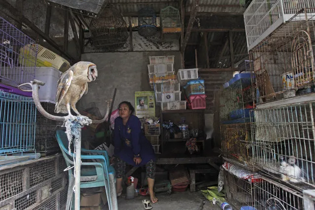 An owl sits on a perch at a stall at Gubeng bird market in Surabaya, East Java, Indonesia, Thursday, August 11, 2016. Traffic, a U.K.-based wildlife trade monitoring group has called on Indonesia to take strong action against traders of endangered birds who are driving several species toward extinction, following its latest survey which recorded nearly 23,000 birds in five markets in three cities in eastern and central Java. (Photo by AP Photo/Trisnadi)