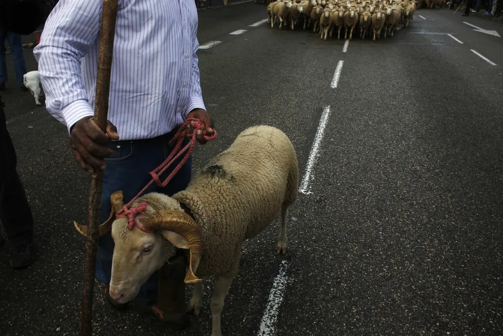 Annual Sheep Parade in Madrid