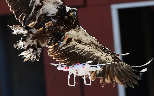 A trained young eagle attempts to catch a drone during a demonstration organized by the Dutch police as part of a program to train birds of prey to catch drones flying over sensitive or restricted areas, at the Dutch Police Academy in Ossendrecht, on September 12, 2016. Dutch police are adopting a centuries-old pursuit to resolve the modern-day problem of increasing numbers of drones in the skies, becoming the world's first force to employ eagles as winged warriors. (Photo by Emmanuel Dunand/AFP Photo)