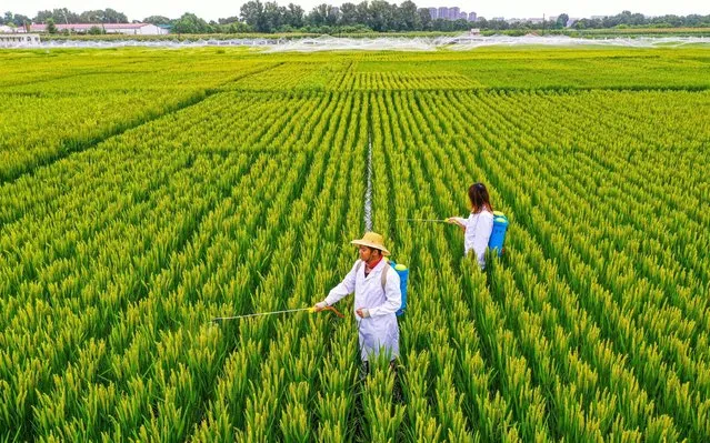 Scientists and technicians of a cooperative spray pesticides among paddy fields near Dongling Road in Shenyang, Liaoning province, August 20, 2020. Nowadays, most rice in Shenyang has entered a critical period of growth. In the main producing areas of Sujiatun District, Liaozhong District and Shenbei New Area, the rice plant between standard paddy fields is well developed, and the overall growth is encouraging. (Photo by Sipa Asia/Rex Features/Shutterstock)