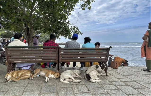 Stray dogs sleep under the benches at the Fort Kochi beach on the Arabian Sea coast in Kochi, India, Monday, December 26, 2022. (Photo by R.S. Iyer/AP Photo)