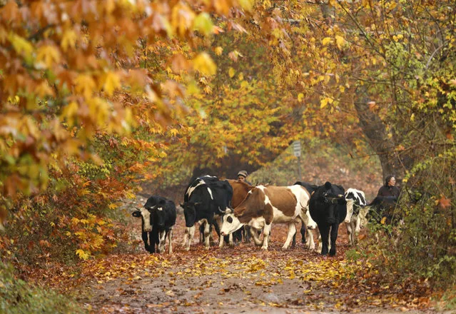 Cows are seen pasturing amid yellowish, orangish and greenish leaves of trees during autumn season at Belemedik Nature Park in Pozanti district of Adana, Turkiye on November 19, 2022. (Photo by Ismail Duru/Anadolu Agency via Getty Images)