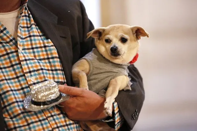 Frida, a female Chihuahua, is carried by her owner Dean Clark in City Hall before the San Francisco Board of Supervisors issues a special commendation naming Frida “Mayor of San Francisco for a Day” in San Francisco, California November 18, 2014. Frida, a previously unknown female Chihuahua, has won her first political office, being named Mayor of San Francisco for the day as part of a campaign to support the city's animal shelter. (Photo by Stephen Lam/Reuters)